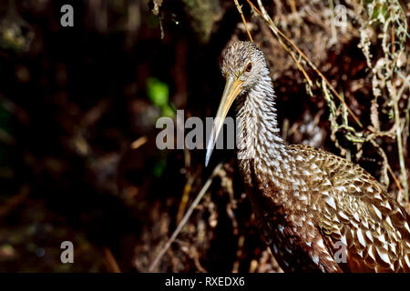 Limpkin in seinem Lebensraum Stockfoto