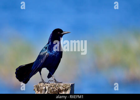 Gemeinsame grackle Posing Stockfoto