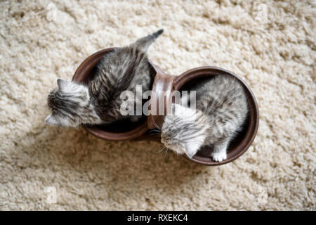 Ansicht von oben auf zwei Tabby cute kitten, die versuchen aus braunen Topf mit kleinen Pfoten und Schwanz heraus zu gehen. Stockfoto