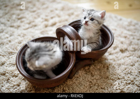 Zwei kleine weiß grau Tabby Katzen sitzen im Blumentopf in Spielerische. Stockfoto
