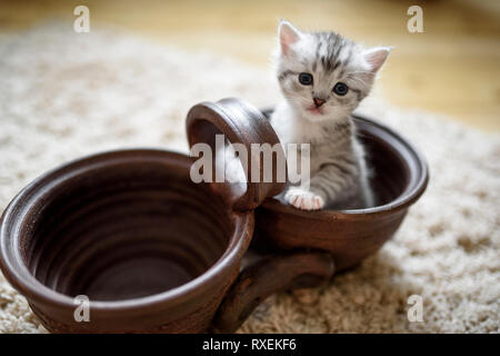 Weiß Grau cute kitten sitzt in alten Topf und blickt neugierig in die Kamera. Stockfoto