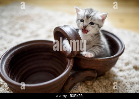 Wenig weiß grau Kitty in einem braunen Topf mit Pfoten sitzen und miaut. Stockfoto
