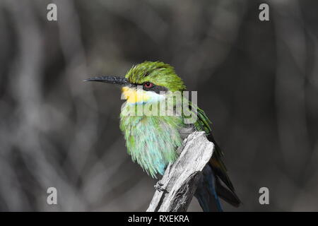 Safari, Kgalagadi Transfrontier Park, Namibia Stockfoto