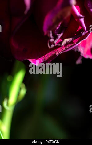 Eine Nahaufnahme eines sterbenden Rose mit einem Makro Objektiv aufgenommen Stockfoto