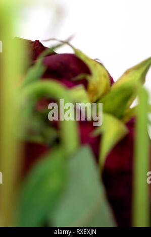 Ein abstraktes Bild des Sterbens rote Rosen Stockfoto