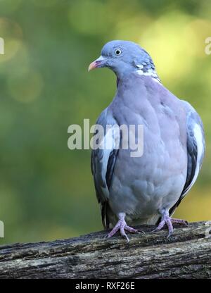 Gemeinsame Woodpigeon (Columba Palumbus) im Herbst Wald thront, Oktober 2018 Stockfoto