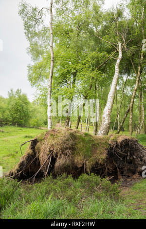 Gefallen Silver Birch tree, Stanton Moor, Derbyshire, England Stockfoto