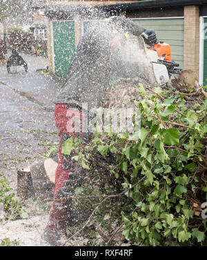 Baumzüchter oder Baum Chirurg abgedeckt im Sägemehl, während Sie schneiden ein Baum mit der Kettensäge. Der Baum Chirurg trägt Kettensäge Sicherheitsausrüstung. Bewegungsunschärfe Stockfoto