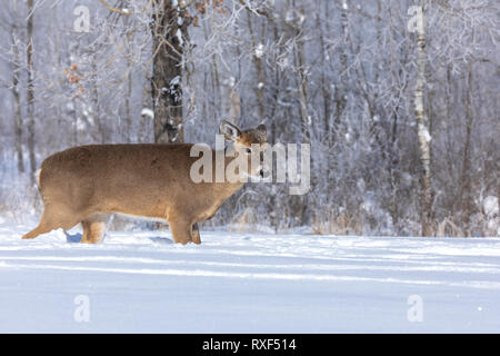 White-tailed doe Wandern in den tiefen Schnee im Winter. Stockfoto