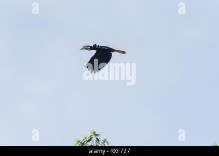 Flying Papua/Blyth's Hornbill (Rhyticeros plicatus) Stockfoto