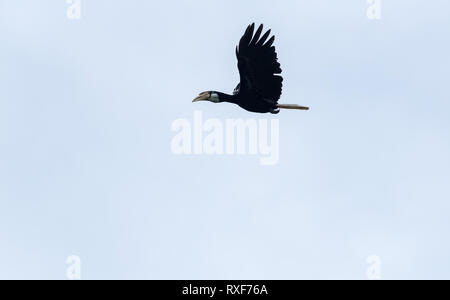 Flying Papua/Blyth's Hornbill (Rhyticeros plicatus) Stockfoto