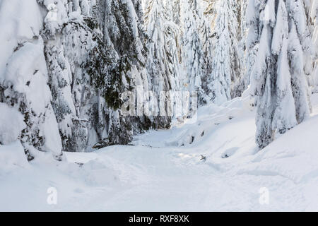 Schöne Panorama im polnischen Gebirge Beskiden genommen auf dem Weg zu Rysianka während der schneereichen Winter. Landschaft während Trekking erfasst. Stockfoto