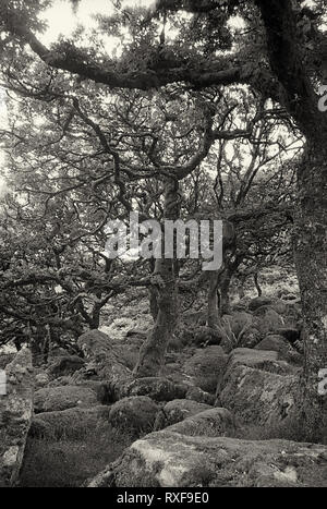 Wistman's Wood: Alte Eiche woodland, angeblich spukt, Dartmoor, Devon, Großbritannien. Schwarz-weiß Film Foto Stockfoto