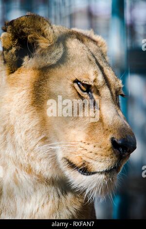 Alte traurig Suche löwin Gesicht - Tiere im Gefängnis. Stockfoto