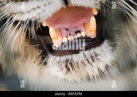 Tiger ist Kiefer in Details - Eckzähne und Zunge sichtbar. Noch nie in ihrem Leben. Stockfoto