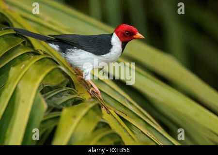 Yellow-billed Kardinal (Paroaria capitata) im Pantalal Region Brasiliens. Stockfoto