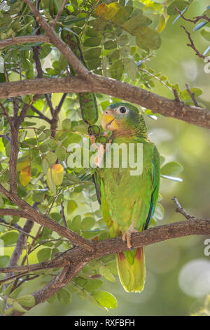 Yellow-billed Papagei (Amazona collaria) auf einem Zweig in Jamaika in der Karibik thront. Stockfoto