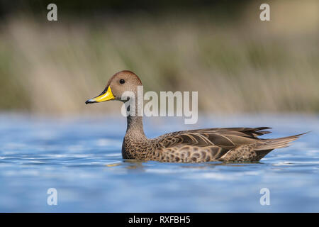 Yellow-billed Pintail (Anas georgica) Schwimmen in einem kleinen See in Chile Stockfoto