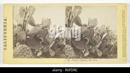 Cactus Giganta, San Jose. Lawrence & Amp; Houseworth; Amerikanische , 1860. Datum: 1864. Abmessungen: 7,3 x 7,1 cm (jedes Bild); 8,3 x 17,1 cm (Karte). Eiweiß drucken, Stereo, Nr. 75 aus der Serie "Kalifornien". Herkunft: USA. Museum: Das Chicago Art Institute. Autor: Thomas Houseworth und Unternehmen. Stockfoto