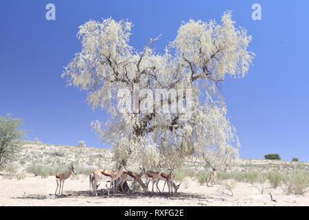 Kgalagadi Transfrontier Park Stockfoto