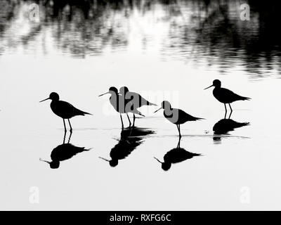 Black-necked Stelzenläufer Himantopus mexicanus in Silhouette Stockfoto