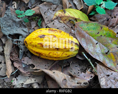 Kakaobaum Theobroma cacao mit Gefallenen reife Frucht pod Stockfoto