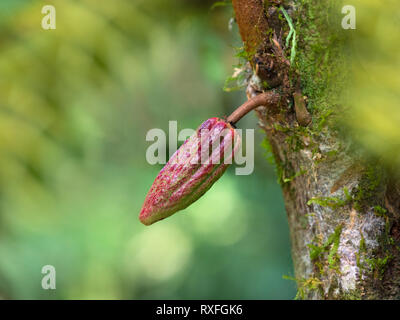 Kakaobaum Theobroma cacao, Obst pod Stockfoto