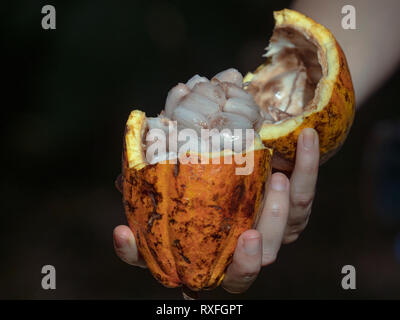 Kakaobaum Theobroma cacao, Kakao Bohnen Stockfoto