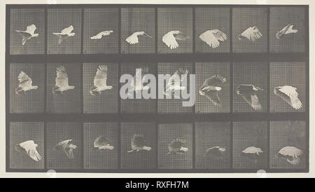 Animal Locomotion, Platte 758. Eadweard Muybridge; Englisch, aktive United States, 1830-1904. Datum: 1887. Abmessungen: 20,5 x 36,8 cm (Bild); 48,4 × 61,4 cm (Papier). Lichtdruck, von "Animal Locomotion". Herkunft: England. Museum: Das Chicago Art Institute. Stockfoto