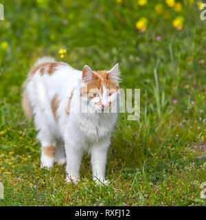Katze. Langhaarige domestizierte Katze stehend in ein grünes Feld. Stock Bild Stockfoto