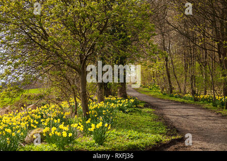 Die fife Coastal Path zwischen Aberdour und Dalgety Bay hat Tausende von Narzissen entlang diesem Teil des Pfades. Stockfoto