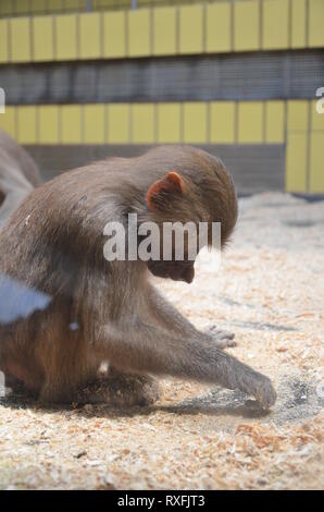 Wild Hamadryas Pavian, Zoo von Frankfurt (Deutschland) Stockfoto