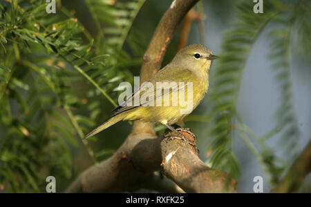 Ein Gelbschnabel-Waldsänger (Vermivora celata), ein kleiner Singvogel, sitzt auf einem Ast in Nevada. Nahaufnahme des Waldsängers in der Natur. Stockfoto