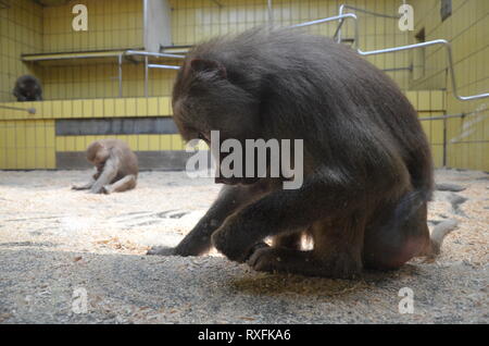 Wild Hamadryas Pavian, Zoo von Frankfurt (Deutschland) Stockfoto
