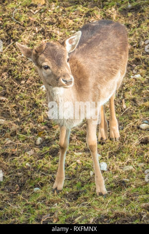 Ein Damhirsch (Dama Dama) fawn (Kalb) auf der Rapperswil Castle Hill, im idyllischen Einstellungen neben der Capuchine Kloster, die mittelalterlichen Befestigungsanlagen Stockfoto