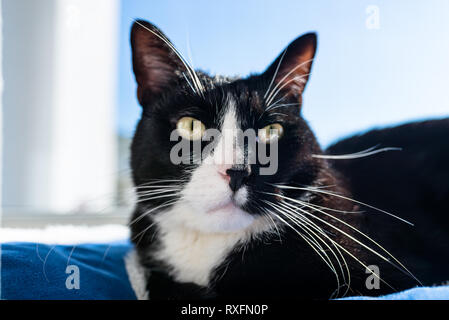 Eine schwarze Katze mit einem schwarzen und weißen Schnauze, liegend auf einem blauen Bett auf einer Fensterbank, einem blauen Himmel im Hintergrund. Stockfoto