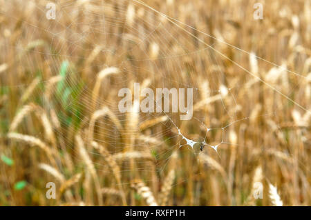 Spinnennetz mit einem kleinen Spinne, Spinnennetz auf dem Hintergrund der Ohren Stockfoto