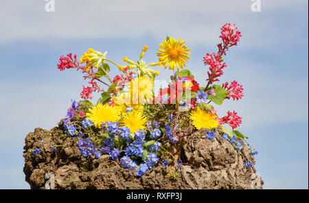 Bunte natural spring flower bouquet in einem knorrigen Rinde von einem alten Baumstamm an einem sonnigen Tag mit blauen Himmel Stockfoto