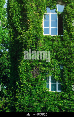 Die Fassade der alten Backsteingebäude mit grünem Efeu bedeckt. Lebendige Wände in Grüne Architektur. Ansicht wie ein altes Schloss oder Villa Stockfoto