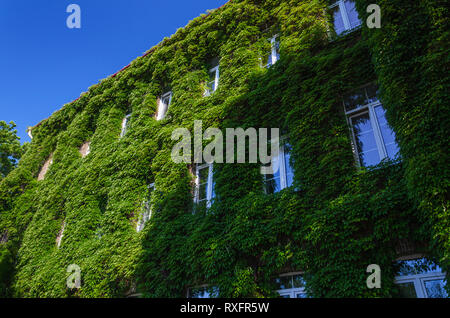 Die Fassade der alten Backsteingebäude mit grünem Efeu bedeckt. Luxus Villa mit Living Wall Stockfoto