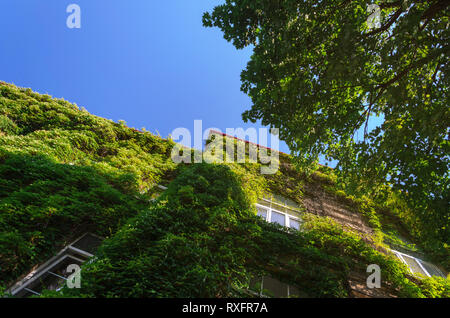 Die Fassade der alten Backsteingebäude mit grünem Efeu bedeckt. Luxus Villa mit Living Wall Stockfoto