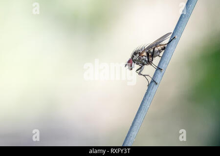 Fliege mit dem Maschendrahtzaun - Trioplan Altglas-Fotografie mit Dm 100 mm f2,8 Stockfoto