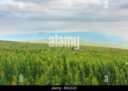 Grasbewachsene Alm in den Bergen. ridge Etwas in der Ferne sichtbar durch den Nebel Stockfoto