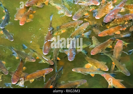 Forellen angeln Hintergrund. Fische schwimmen in fast durchsichtigen Wasser von einem natürlichen See. Ansicht von oben Stockfoto