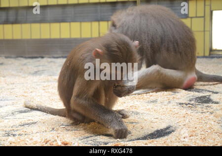 Wild Hamadryas Pavian, Zoo von Frankfurt (Deutschland) Stockfoto