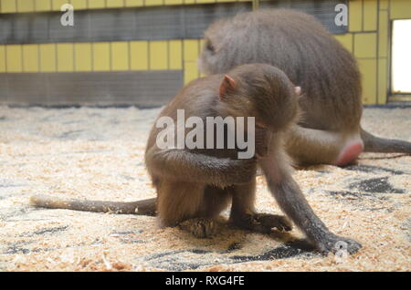 Wild Hamadryas Pavian, Zoo von Frankfurt (Deutschland) Stockfoto
