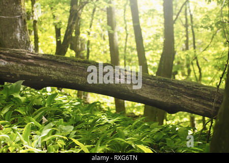 Bärlauch wächst im Wald Stockfoto