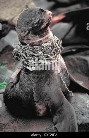 Ein distressed Nördlichen Fell Dichtung (Callorhinus ursinus), die sich in einem Fischernetz im Beringmeer verwickelt wurde, ruht an Land in St. Paul, einer der Pribilof Inseln von Alaska, USA. Die Anzahl der Verstrickungen mit diesen Dichtungen zu den höchsten aller pinniped Arten. Foto von Michele und Tom Grimm urheberrechtlich geschützt. Stockfoto