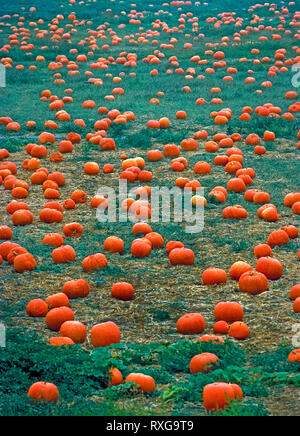 Dutzende von Reife orange Kürbisse haben von ihrer Reben in dieser Bauernhof Feld in Oceanside, Kalifornien, USA geerntet. Die große, runde Früchte warten auf Familien, die der Landwirt" Pumpkin Patch "besuchen Sie ihre Favoriten heraus zu schnitzen, wie Jack-o'-Laternen für Halloween. Die traditionelle Urlaub von All Hallows' Eve entwickelt und setzt jährlich gefeiert werden, am 31. Oktober. Stockfoto