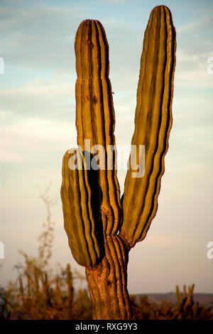 Die Sonne geht in die Wüste von El Vizcaino Biosphären-Reservat in Mexikos südlichen Baja California State, 17. Februar 2009. Stockfoto